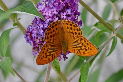 <i>Argynnis paphia</i>