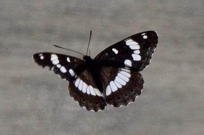 <i>Limenitis reducta</i>