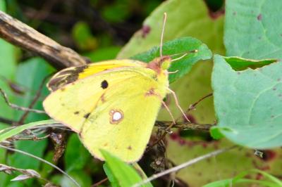 <i>Colias crocea</i>