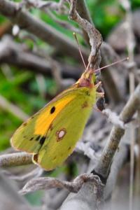 <i>Colias crocea</i>