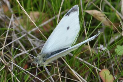 <i>Pieris rapae</i>