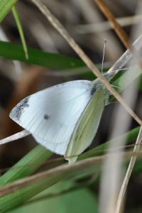 <i>Pieris rapae</i>