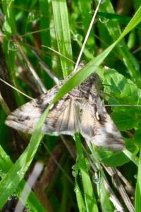 <i>Autographa gamma</i>