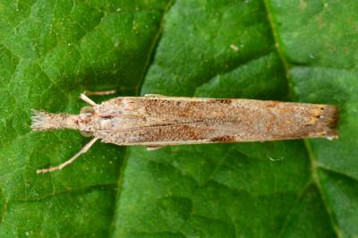 <i>Agriphila geniculea</i>