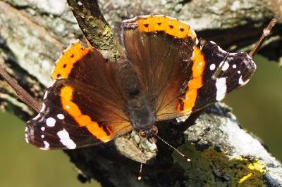 <i>Vanessa atalanta</i>