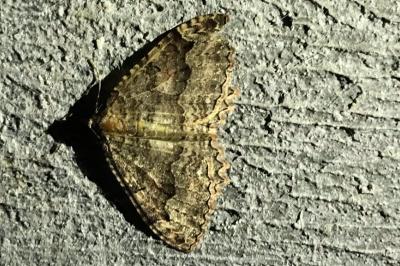 <i>Triphosa dubitata</i>