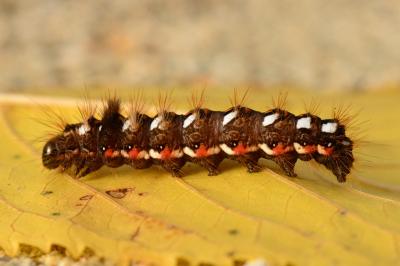<i>Acronicta rumicis</i>