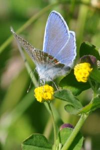 <i>Polyommatus icarus</i>