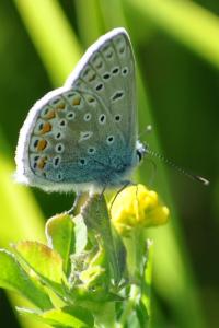 <i>Polyommatus icarus</i>