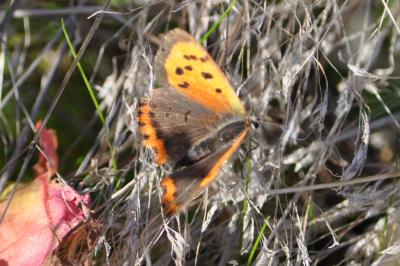 <i>Lycaena phlaeas</i>