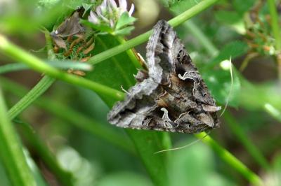 <i>Autographa gamma</i>