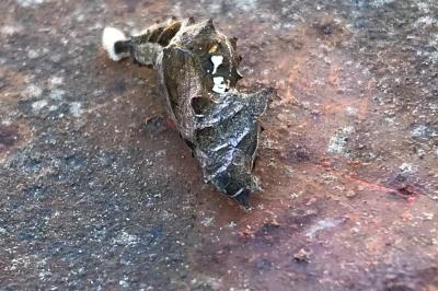 <i>Polygonia c-album</i>