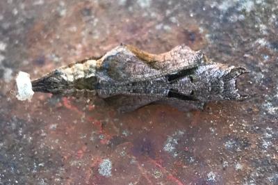 <i>Polygonia c-album</i>