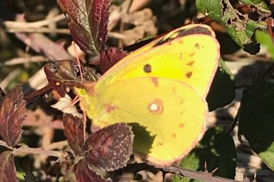 <i>Colias crocea</i>