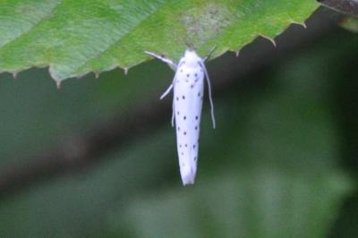 <i>Yponomeuta</i>