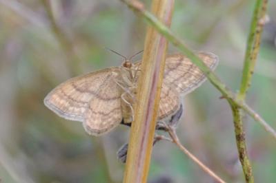 <i>Idaea ochrata</i>