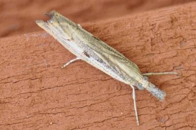 <i>Agriphila geniculea</i>