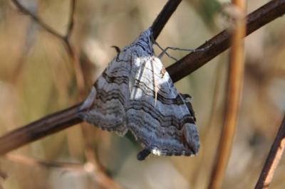<i>Aplocera</i>