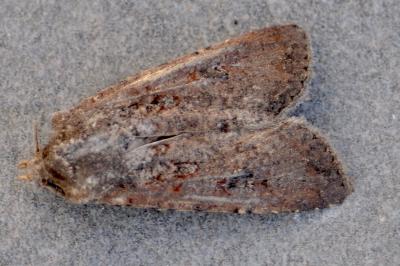 <i>Caradrina clavipalpis</i>
