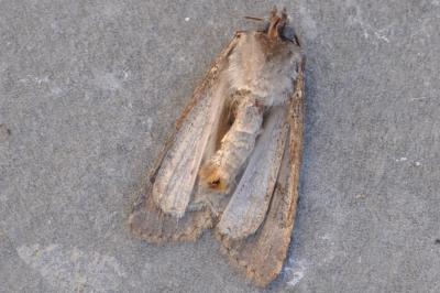 <i>Caradrina clavipalpis</i>