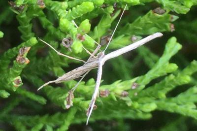<i>Emmelina monodactyla</i>
