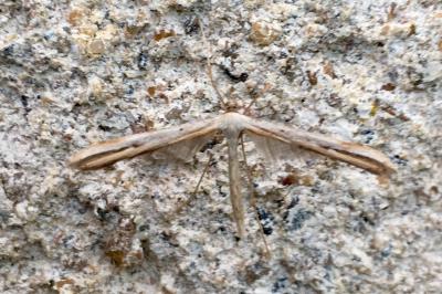 <i>Emmelina monodactyla</i>