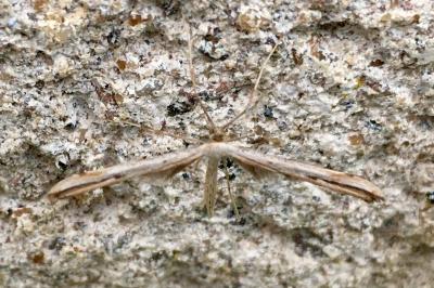 <i>Emmelina monodactyla</i>
