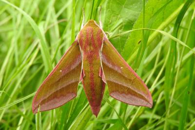 <i>Deilephila elpenor</i>