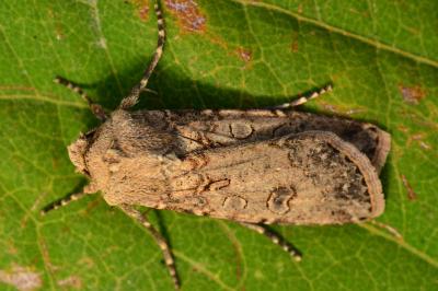 <i>Agrotis segetum</i>