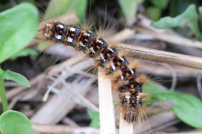 <i>Acronicta rumicis</i>