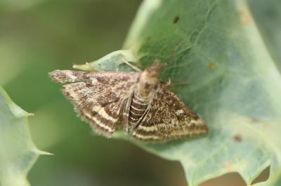 <i>Pyrausta despicata</i>