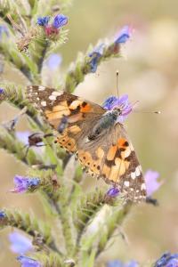 <i>Vanessa cardui</i>