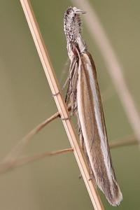 <i>Pleurota aristella</i>
