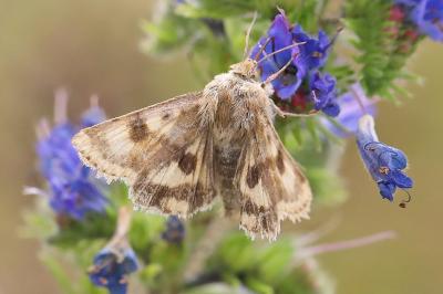 <i>Heliothis viriplaca</i>