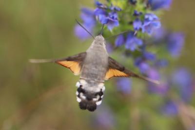 <i>Macroglossum stellatarum</i>