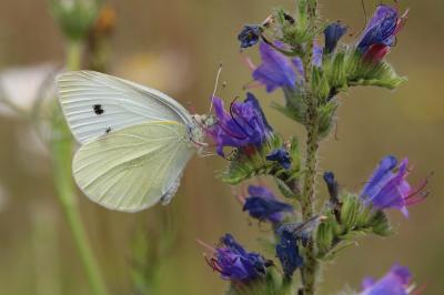 <i>Pieris rapae</i>