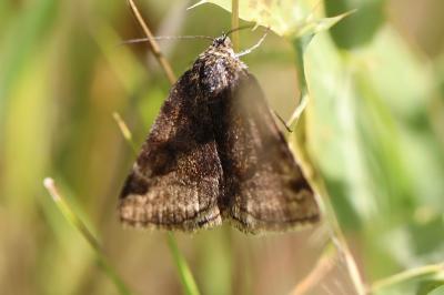 <i>Euclidia glyphica</i>