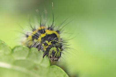 <i>Saturnia pavonia</i>