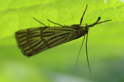 <i>Chrysocrambus linetella</i>