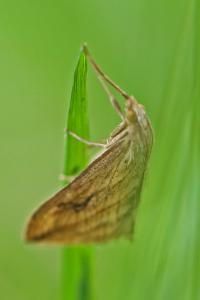 <i>Evergestis forficalis</i>