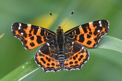 <i>Araschnia levana</i>
