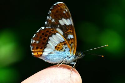 <i>Limenitis camilla</i>