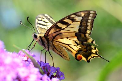 <i>Papilio machaon</i>