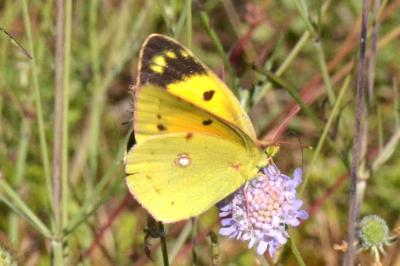 <i>Colias crocea</i>