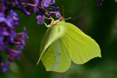 <i>Gonepteryx rhamni</i>