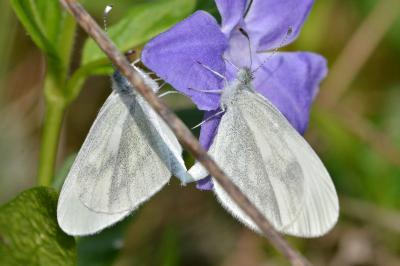 <i>Leptidea sinapis</i>