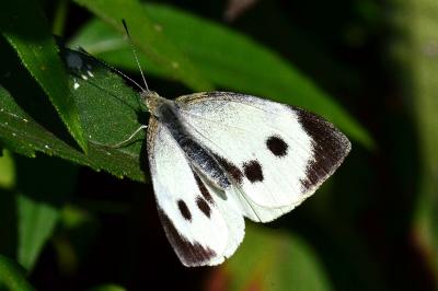 <i>Pieris brassicae</i>