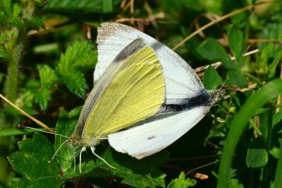 <i>Pieris rapae</i>