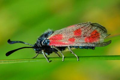 <i>Zygaena loti</i>