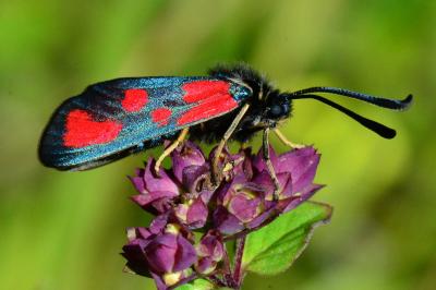<i>Zygaena loti</i>